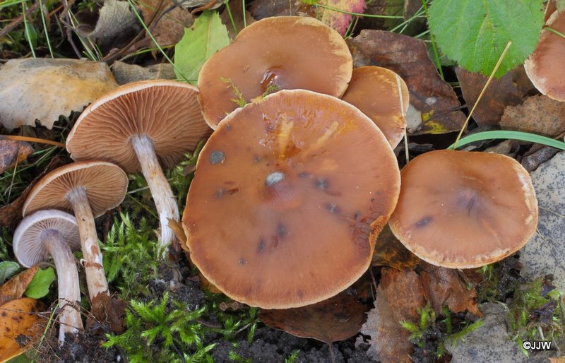 Cortinarius cohabitans